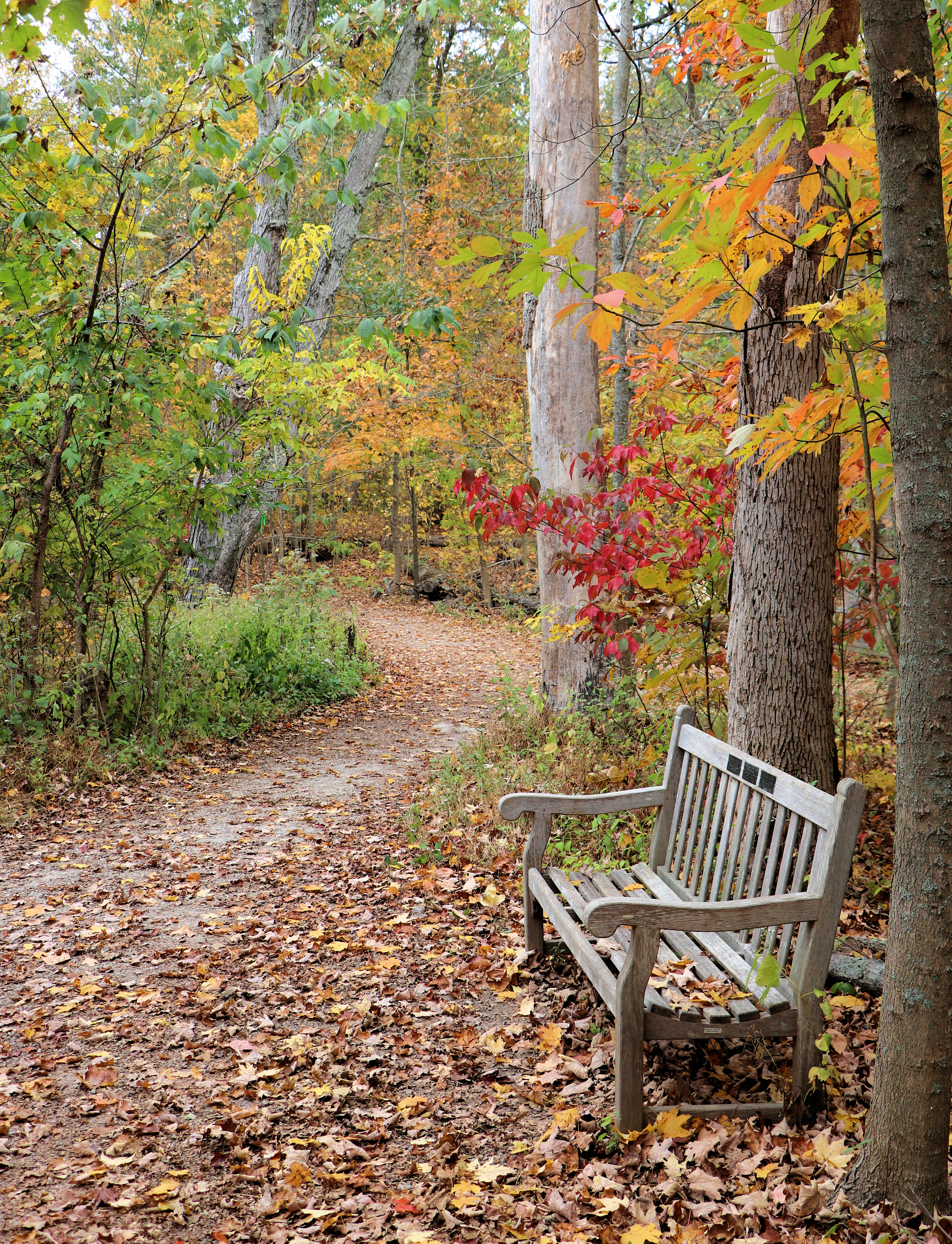fall trail with bench